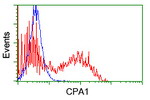 CPA1 (Carboxypeptidase A1) Antibody in Flow Cytometry (Flow)