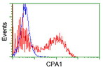 CPA1 (Carboxypeptidase A1) Antibody in Flow Cytometry (Flow)