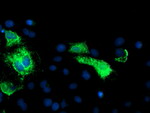 CPA1 (Carboxypeptidase A1) Antibody in Immunocytochemistry (ICC/IF)