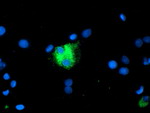 CPA1 (Carboxypeptidase A1) Antibody in Immunocytochemistry (ICC/IF)