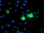 CPA1 (Carboxypeptidase A1) Antibody in Immunocytochemistry (ICC/IF)