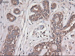 CPA1 (Carboxypeptidase A1) Antibody in Immunohistochemistry (Paraffin) (IHC (P))