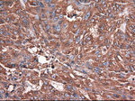 CPA1 (Carboxypeptidase A1) Antibody in Immunohistochemistry (Paraffin) (IHC (P))
