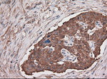 CPA1 (Carboxypeptidase A1) Antibody in Immunohistochemistry (Paraffin) (IHC (P))