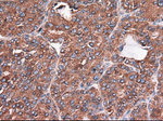 CPA1 (Carboxypeptidase A1) Antibody in Immunohistochemistry (Paraffin) (IHC (P))