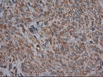 CPA1 (Carboxypeptidase A1) Antibody in Immunohistochemistry (Paraffin) (IHC (P))