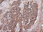 CPA1 (Carboxypeptidase A1) Antibody in Immunohistochemistry (Paraffin) (IHC (P))