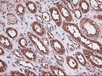 CPA1 (Carboxypeptidase A1) Antibody in Immunohistochemistry (Paraffin) (IHC (P))
