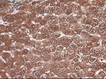 CPA1 (Carboxypeptidase A1) Antibody in Immunohistochemistry (Paraffin) (IHC (P))