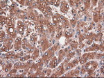 CPA1 (Carboxypeptidase A1) Antibody in Immunohistochemistry (Paraffin) (IHC (P))