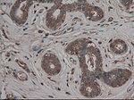 CPA1 (Carboxypeptidase A1) Antibody in Immunohistochemistry (Paraffin) (IHC (P))