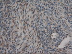 CPA1 (Carboxypeptidase A1) Antibody in Immunohistochemistry (Paraffin) (IHC (P))