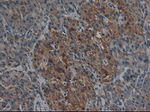 CPA1 (Carboxypeptidase A1) Antibody in Immunohistochemistry (Paraffin) (IHC (P))