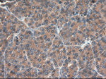 CPA1 (Carboxypeptidase A1) Antibody in Immunohistochemistry (Paraffin) (IHC (P))