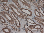 CPA1 (Carboxypeptidase A1) Antibody in Immunohistochemistry (Paraffin) (IHC (P))