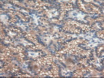 CPA1 (Carboxypeptidase A1) Antibody in Immunohistochemistry (Paraffin) (IHC (P))