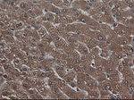 CPA1 (Carboxypeptidase A1) Antibody in Immunohistochemistry (Paraffin) (IHC (P))