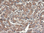 CPA1 (Carboxypeptidase A1) Antibody in Immunohistochemistry (Paraffin) (IHC (P))