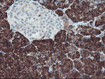CPA1 (Carboxypeptidase A1) Antibody in Immunohistochemistry (Paraffin) (IHC (P))