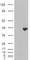 CPA1 (Carboxypeptidase A1) Antibody in Western Blot (WB)