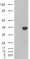 CPA1 (Carboxypeptidase A1) Antibody in Western Blot (WB)