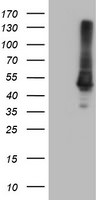 CPA1 (Carboxypeptidase A1) Antibody in Western Blot (WB)