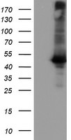 CPA1 (Carboxypeptidase A1) Antibody in Western Blot (WB)