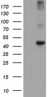 CPA1 (Carboxypeptidase A1) Antibody in Western Blot (WB)