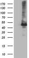 CPA1 (Carboxypeptidase A1) Antibody in Western Blot (WB)