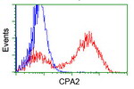 CPA2 Antibody in Flow Cytometry (Flow)