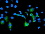 CPA2 Antibody in Immunocytochemistry (ICC/IF)