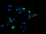 CPA2 Antibody in Immunocytochemistry (ICC/IF)