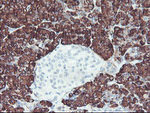 CPA2 Antibody in Immunohistochemistry (Paraffin) (IHC (P))