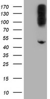 CPA2 Antibody in Western Blot (WB)