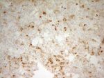 CPB2 Antibody in Immunohistochemistry (Paraffin) (IHC (P))