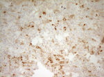 CPB2 Antibody in Immunohistochemistry (Paraffin) (IHC (P))