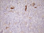 CPM Antibody in Immunohistochemistry (Paraffin) (IHC (P))