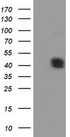 CPO Antibody in Western Blot (WB)