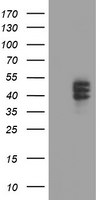 CPO Antibody in Western Blot (WB)
