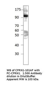 GPIP137 Polyclonal Antibody