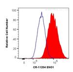 ENO1 Antibody in Flow Cytometry (Flow)