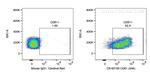 CD81 Antibody in Flow Cytometry (Flow)