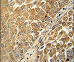 C18orf25 Antibody in Immunohistochemistry (IHC)