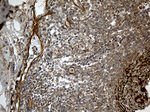 CR1 Antibody in Immunohistochemistry (Paraffin) (IHC (P))