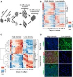 CRALBP Antibody in Immunocytochemistry (ICC/IF)