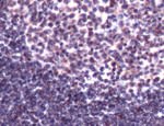 CBP Polyclonal Antibody