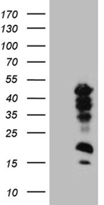 CREM Antibody in Western Blot (WB)
