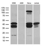 CREM Antibody in Western Blot (WB)