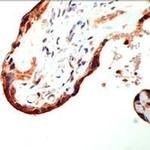 CRF Antibody in Immunohistochemistry (IHC)