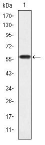 CrkL Monoclonal Antibody (5E12)